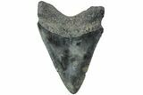 Fossil Megalodon Tooth - South Carolina #203131-1